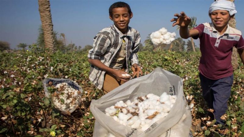 تداول الأقطان بالوجه