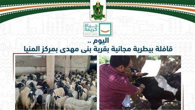 قافلة بيطرية مجانية بقرية بني مهدي مركز المنيا