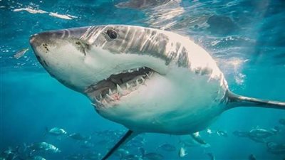 عاجل..وزيرة البيئة ترفع الاستعداد بمحميات جنوب سيناء إثر تعرض مواطنة لهجوم سمكة قرش