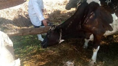 تحصين 627 ألفا و763 رأس ماشية ضد الحمى القلاعية بالبحيرة 