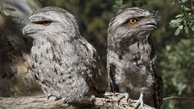 من أغرب الطيور في العالم.. طائر فم الضفدع صديق البيئة 