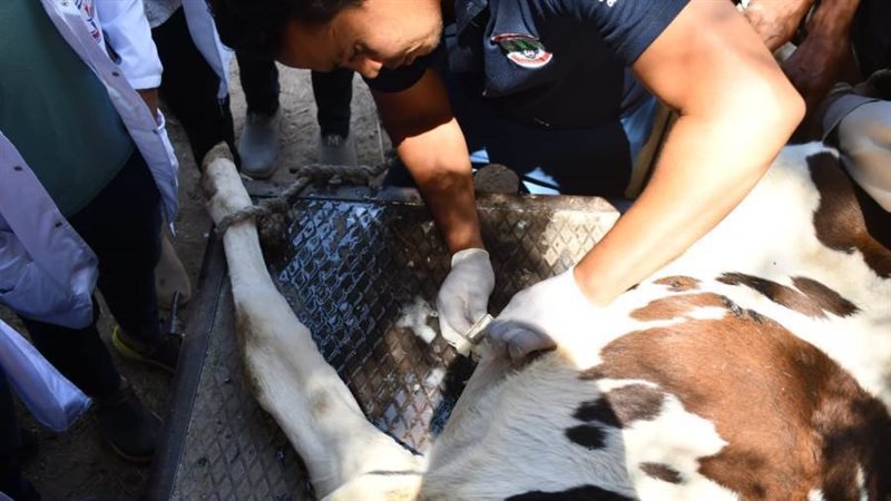 جانب من القافلة