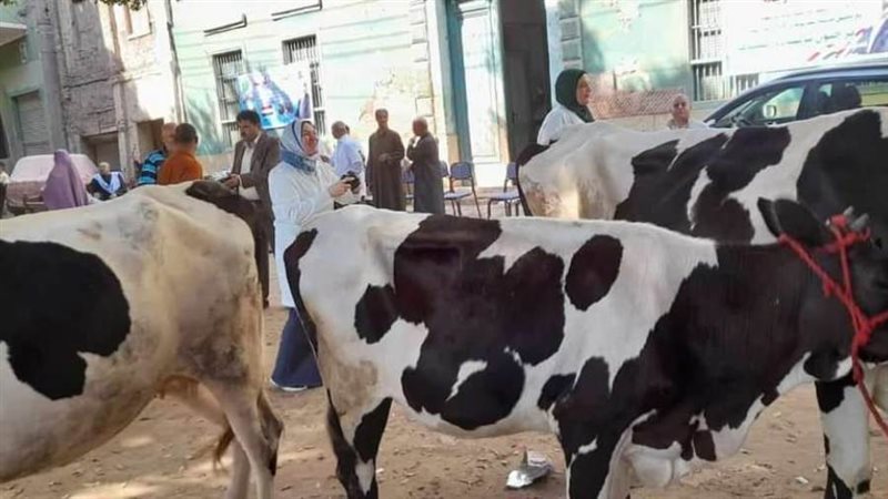 قافلة بيطرية بالمنيا