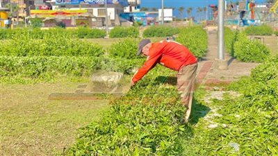 إزالة الإشغالات ورفع كفاءة الإنارة بمدن ومراكز كفر الشيخ