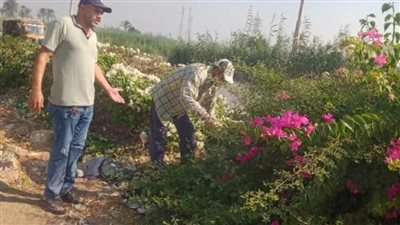 زراعة أشجار مثمرة وأخرى للزينة بالمنيا ضمن مبادرة 
