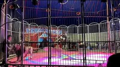 أسد يهاجم مُدربه في السيرك ويعض ذراعه (صور)