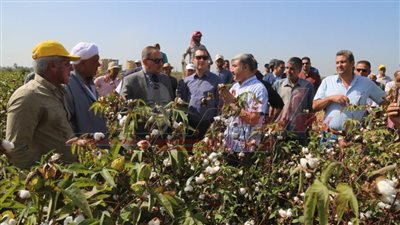 محافظ كفر الشيخ يشهد بدء جني محصول القطن وسط تواجد المزارعين والمزارعات