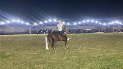 غدًا.. إطلاق مهرجان الشرقية للخيول العربية الأصيلة في دورته الـ27