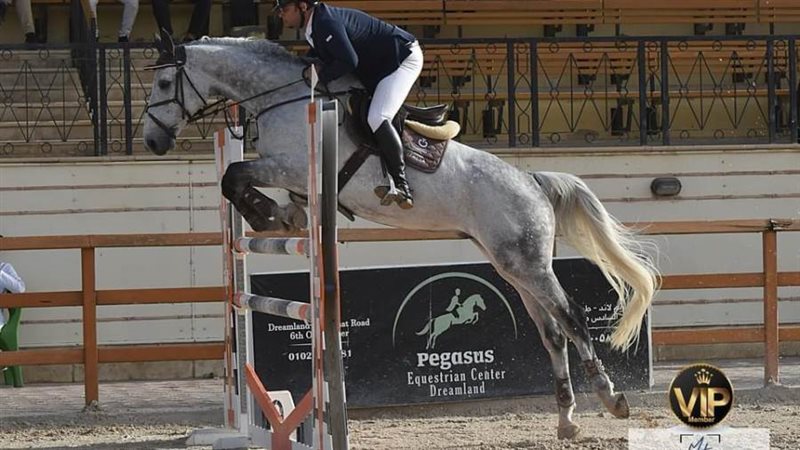 الفروسية تشهد نشاط