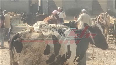 تقديم الخدمات البيطرية لـ1443 رأس ماشية بكفر الشيخ 