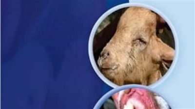 انطلاق فعاليات الحملة القومية لتحصين الأغنام والماعز بالبحيرة