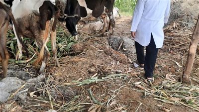 تحصين 7500 رأس أغنام وماعز وعلاج 17 ألفًا من الأبقار بالبحيرة