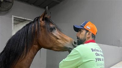 محمد بيشوه: تدريب الخيل يتطلب أن تكون هناك علاقة طيبة بين الحصان والمدرب