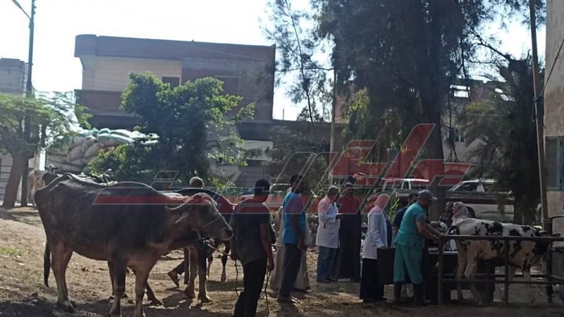 الكشف البيطري علي