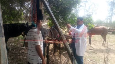 الكشف على 803 رؤوس ماشية بقافلة بيطرية مجانية بكفر الشيخ