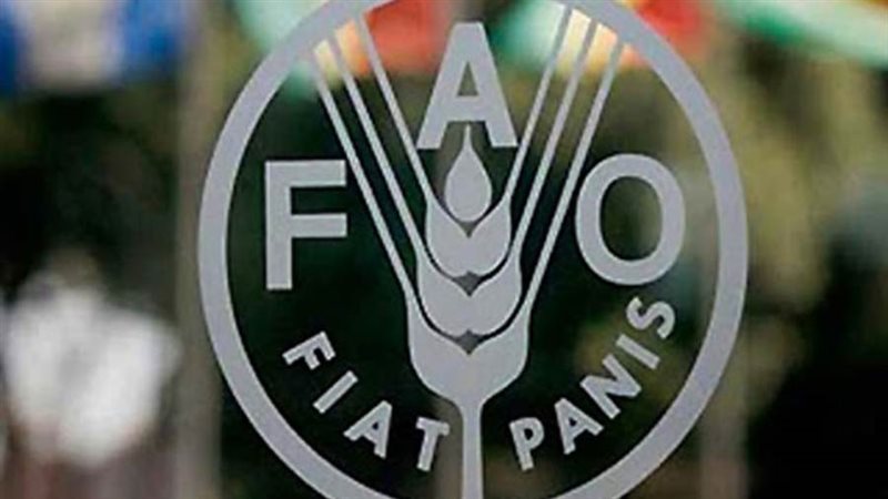 فاو