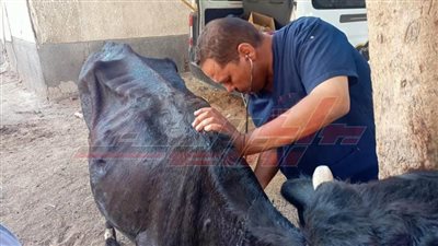 الكشف على 5195 ماشية لدى 2027 مستفيدًا من صغار المربين بكفر الشيخ