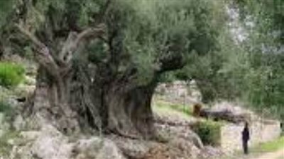 شجرة الزيتون المباركة في فلسطين يحاربها الاحتلال