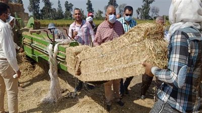 الزراعة: منظومة جمع وتدوير قش الأرز حافظت على البيئة وسدت جزءًا من فجوة الأعلاف