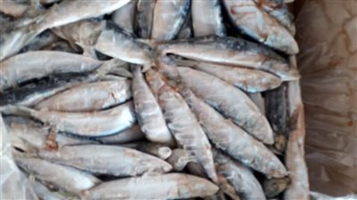 ضبط 48 طن أسماك وكبدة غير صالحة للاستهلاك الآدمي بالبحيرة 