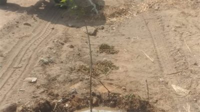 زراعة 92 شجرة مثمرة وأخرى للزينة بطريق مصر أسوان الزراعي بالمنيا