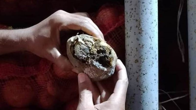 بطاطس فاسدة