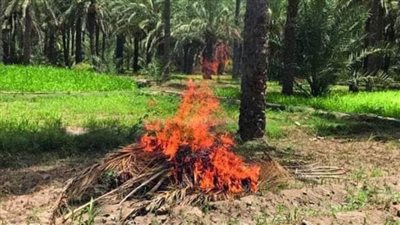 لجان للمرور على مزارع الوادي الجديد لتحذير المزارعين من ترك مخلفات النخيل المسببة للحرائق