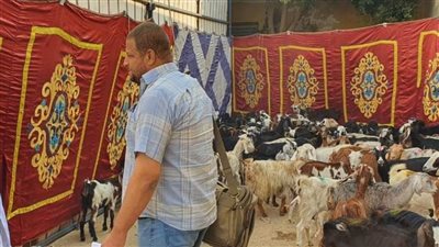 المنيا.. تسليم 433 رأس ماشية بمركزي مطاي وسمالوط ضمن برنامج 