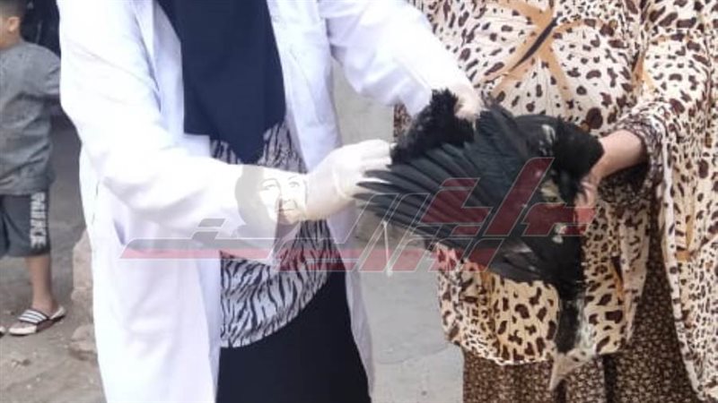 حملات التطعيم