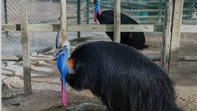 طائر الكاسواري.. أخطر طائر في العالم خجول نهارًا ونشط ليلاً