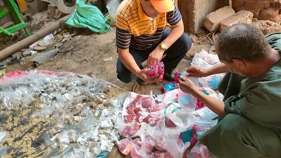 حملات مكبرة للقضاء على القوارض بعد حصاد المحاصيل الصيفية بالبحيرة