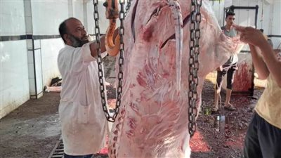 غدًا.. ندوة علمية عن مرض السل البقري والبروسيلا في ملوى بالمنيا