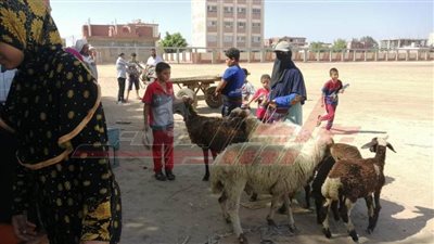 تحصين 28 ألف رأس أغنام وماعز ضد طاعون المجترات الصغيرة بكفر الشيخ