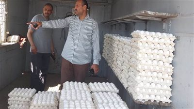دعم مشروع الدواجن ببني سويف لتوفير بيض المائدة للمواطنين