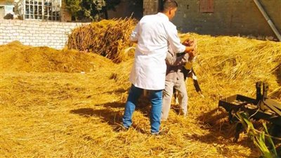 تحصين وعلاج 98 ألف رأس ماشية وعمل 6 قوافل بيطرية بالبحيرة