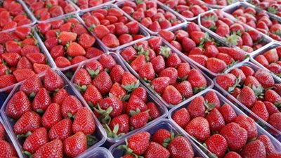 غرفة التجارة العربية البرازيلية: إقبال كبير على الفراولة المصرية