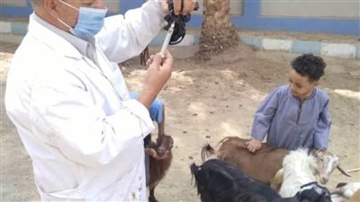 تحصين 61 ألف رأس ماشية للوقاية من طاعون المجترات الصغيرة 