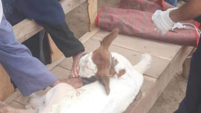 قافلة بيطرية