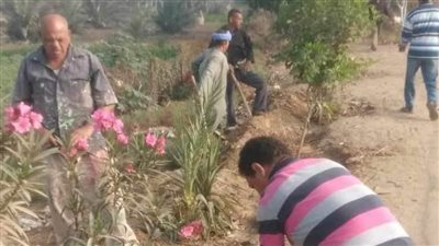 ضمن مبادرة 100 مليون شجرة زراعة 84 شجرة مثمرة وزينة بدائري مطاي بالمنيا