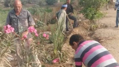 ضمن مبادرة 100 مليون شجرة زراعة 212 شجرة مثمرة وزينة بالمنيا