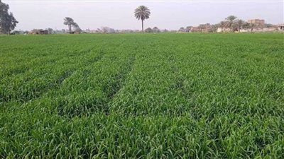 بدء تنفيذ المرحلة الثانية من مبادرة «ازرع» بمركز الخارجة في الوادي الجديد 