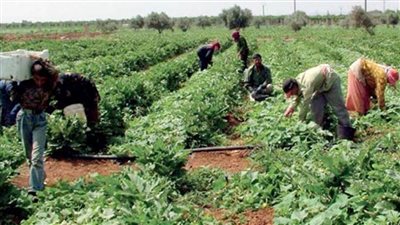 وزير الزراعة: سيناء شهدت تنمية زراعية غير مسبوقة في عهد الرئيس السيسي