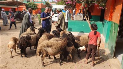 بالتعاون مع معهد بحوث التناسليات تنفيذ 6 قوافل بيطرية مجانية وعلاج 4464 رأس ماشية بالمنيا