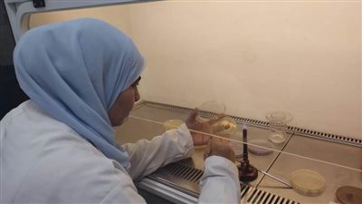 الزراعة تعلن فحص مليون طن بطاطس للتصدير