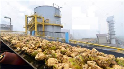 ازرع صح.. التوصيات الفنية لمحصول البنجر وإجراءات مكافحة 