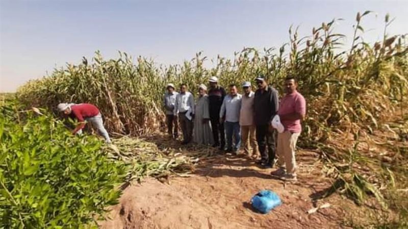 حصاد الذرة الرفيعة