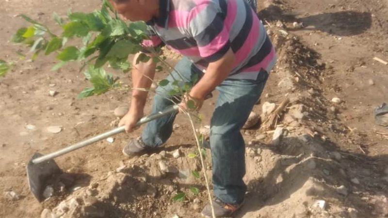 زراعة أشجار مثمرة