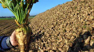 عاجل| ازرع صح.. خطة مكافحة 