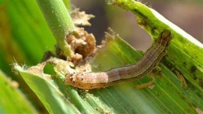 عاجل| ازرع صح.. برنامج مكافحة 