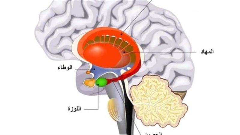 النواة البطنية